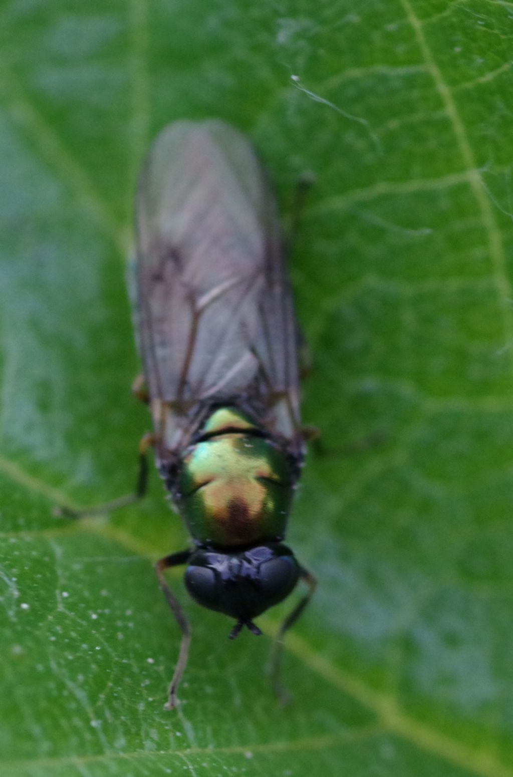 Chloromya formosa (Stratiomyidae), femmina