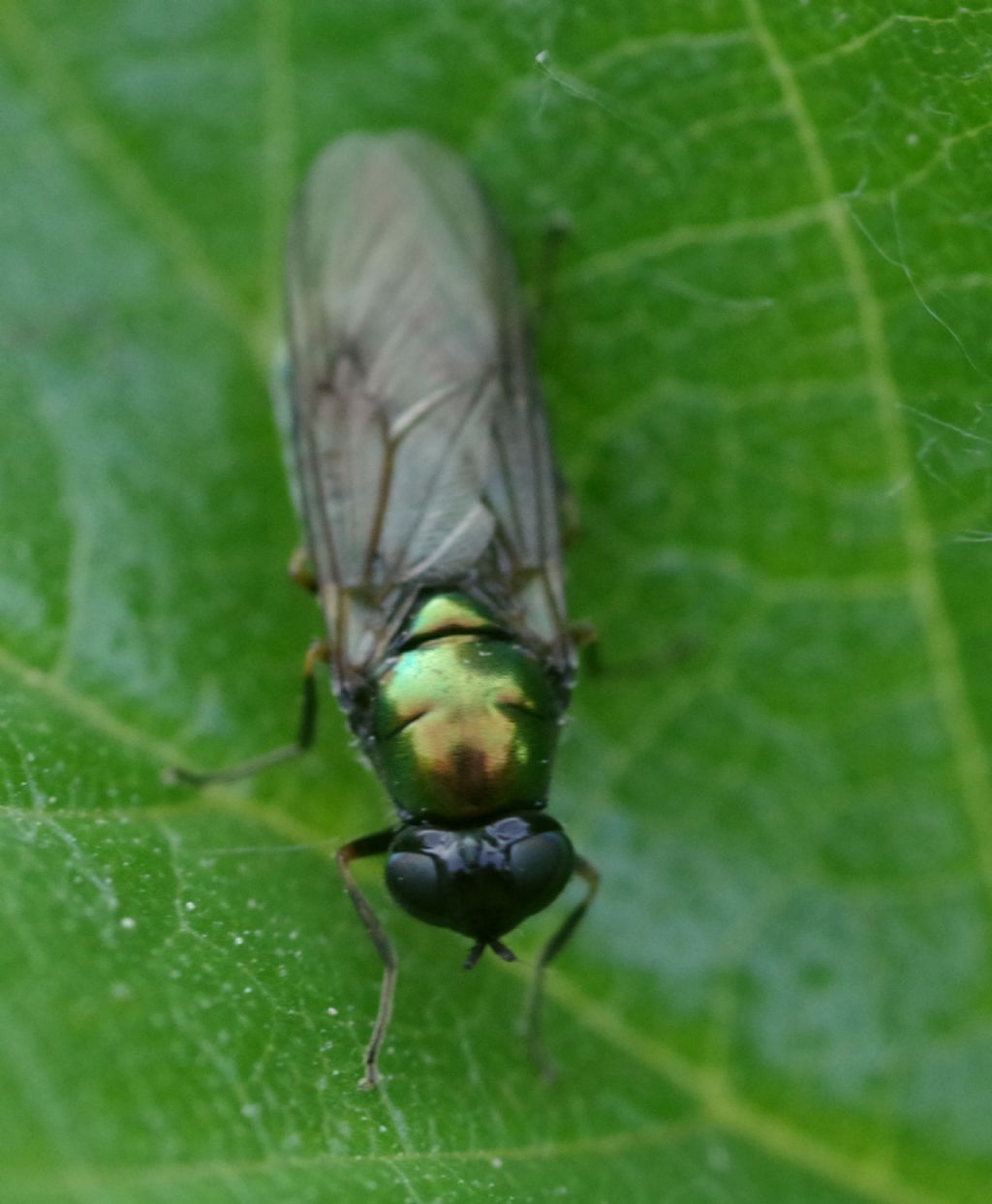 Chloromya formosa (Stratiomyidae), femmina