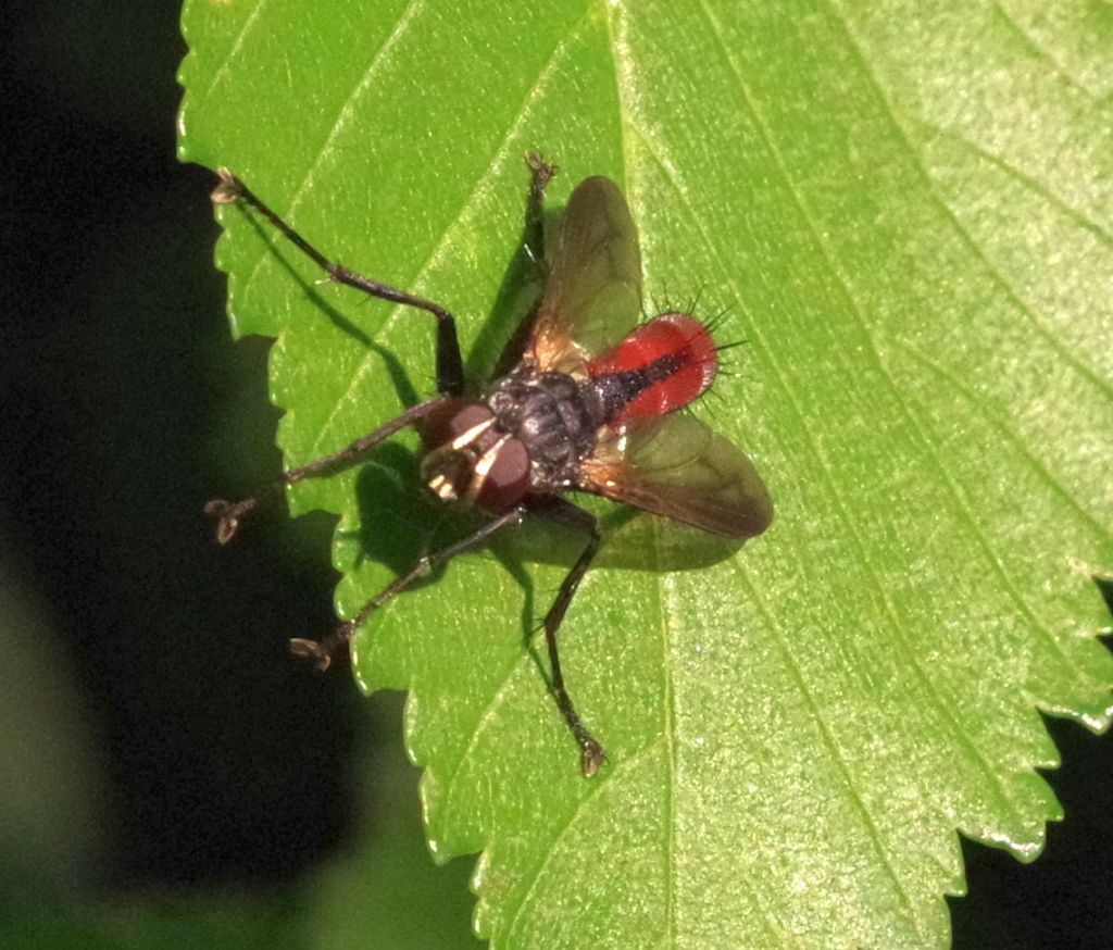 Diptera addome rosso:  Cylindromyia bicolor (Tachinidae), maschio