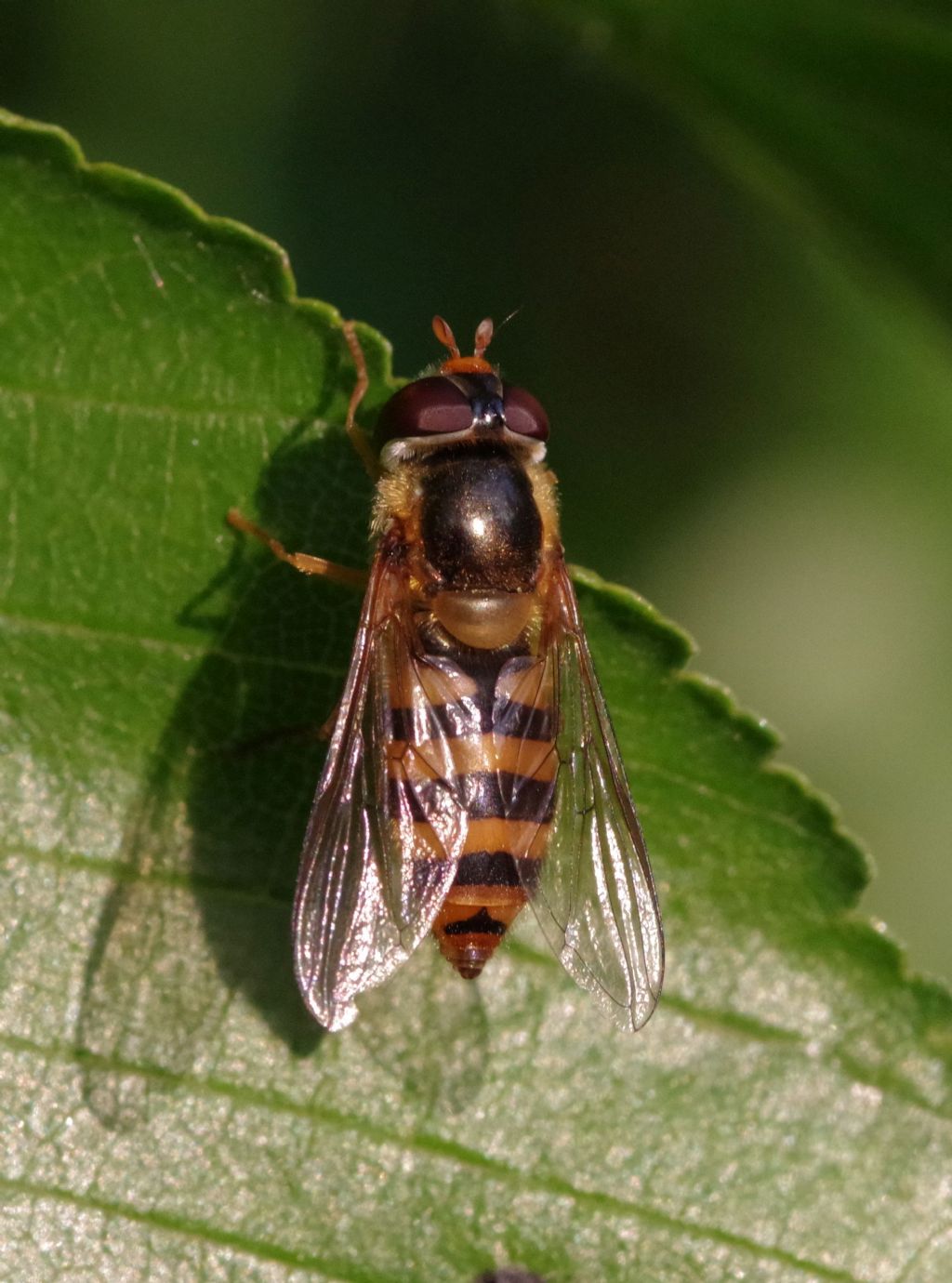 Syrphidae?  S, Epistrophe melanostoma, femmina