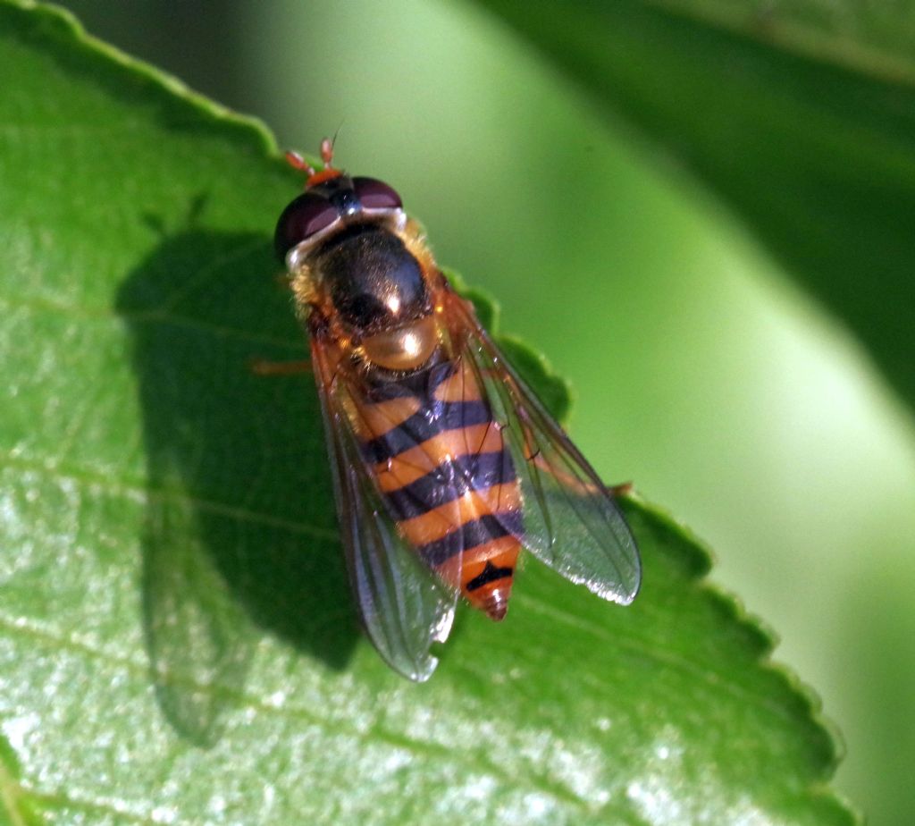 Syrphidae?  S, Epistrophe melanostoma, femmina