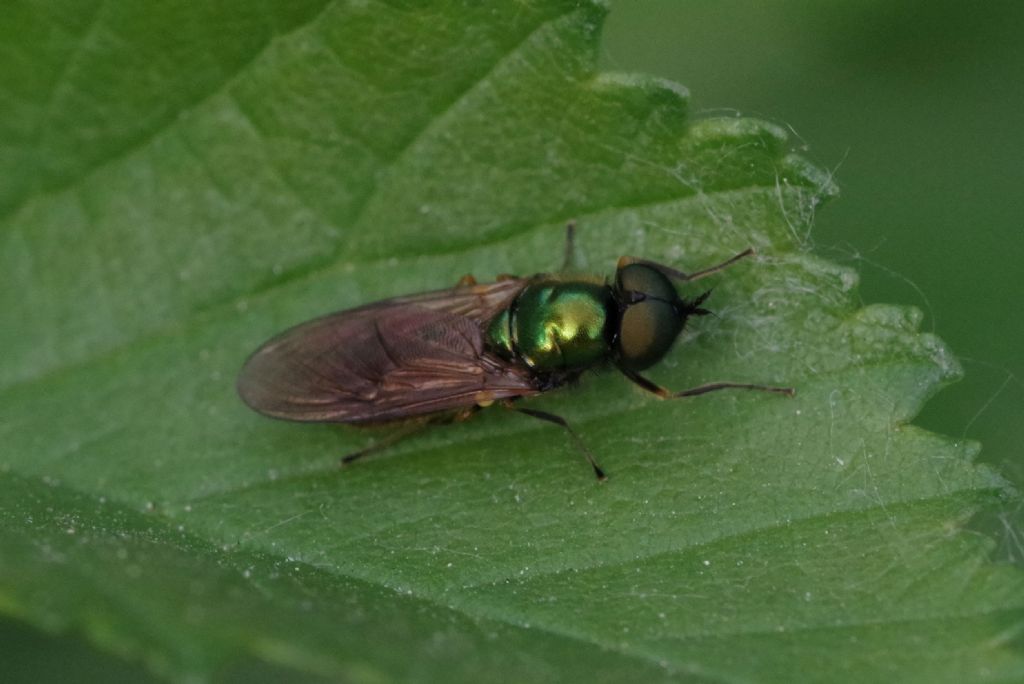 Chloromya formosa (Stratiomyidae), femmina