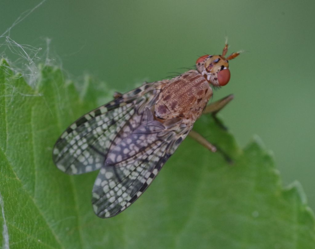 Sciomyzidae: Euthycera chaerophylli