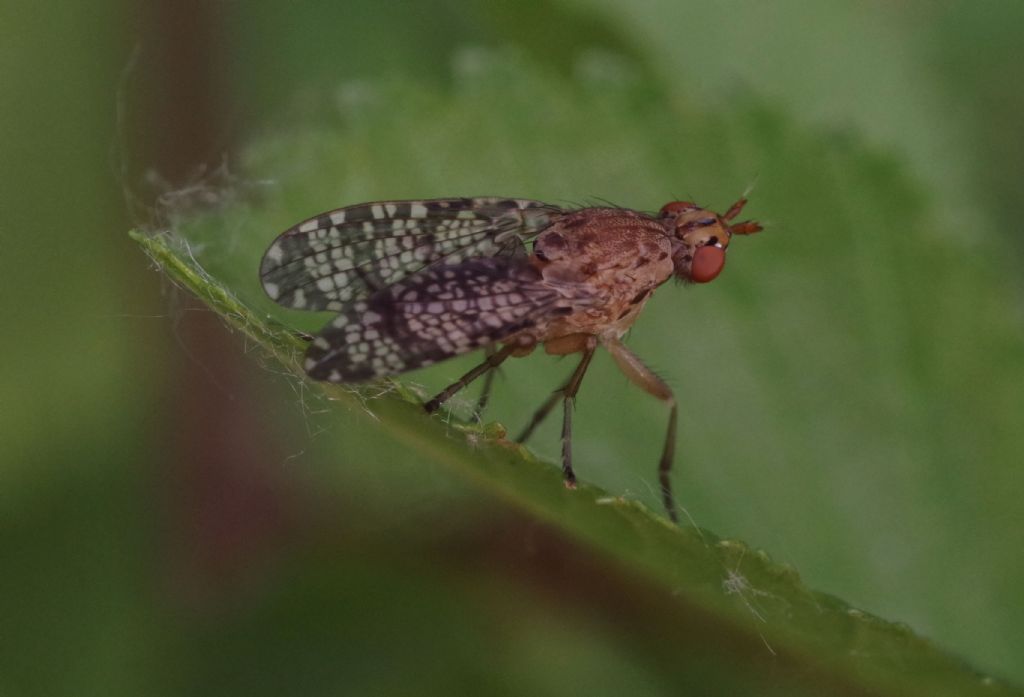 Sciomyzidae: Euthycera chaerophylli