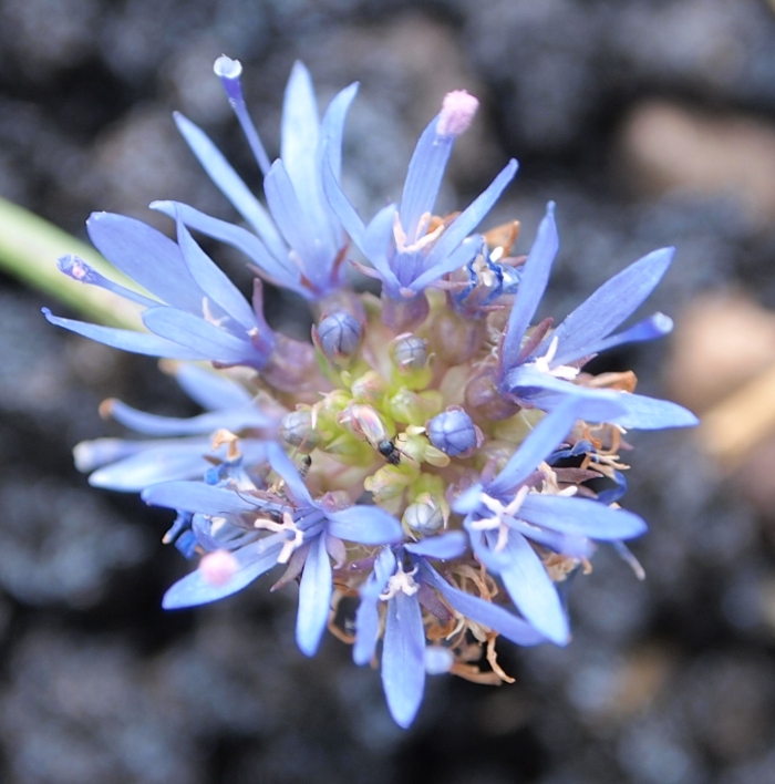 Etna: Jasione montana (=Jasione echinata)