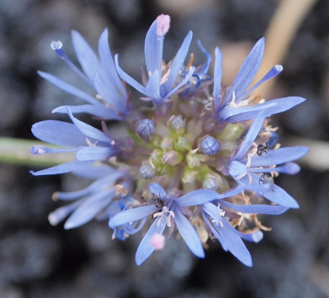 Etna: Jasione montana (=Jasione echinata)