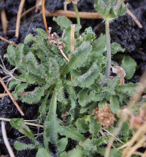 Etna: Jasione montana (=Jasione echinata)