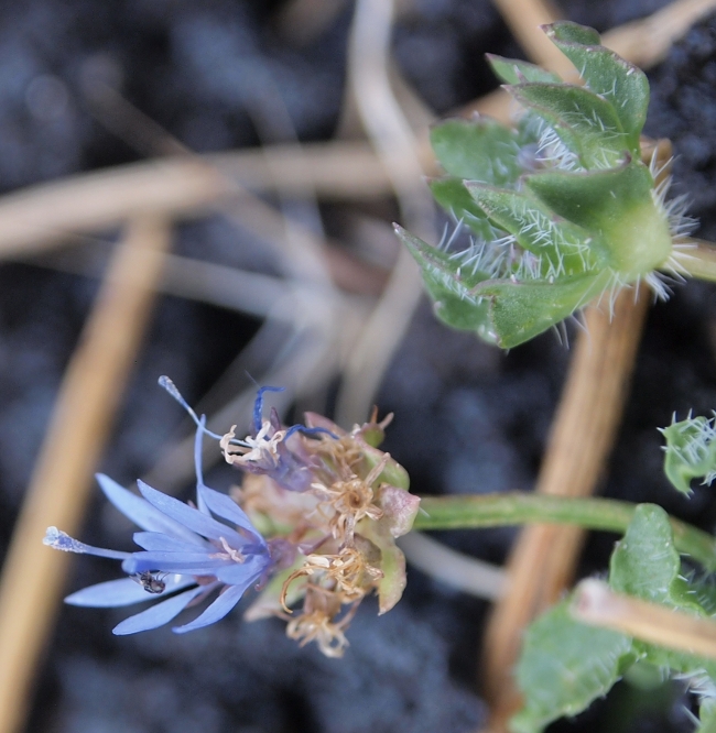 Etna: Jasione montana (=Jasione echinata)