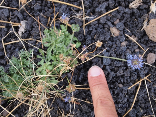 Etna: Jasione montana (=Jasione echinata)