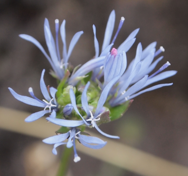 Etna: Jasione montana (=Jasione echinata)