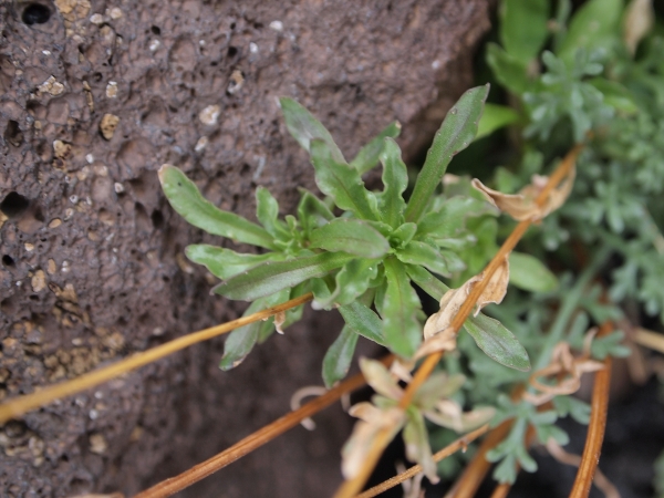 Etna: Jasione montana (=Jasione echinata)