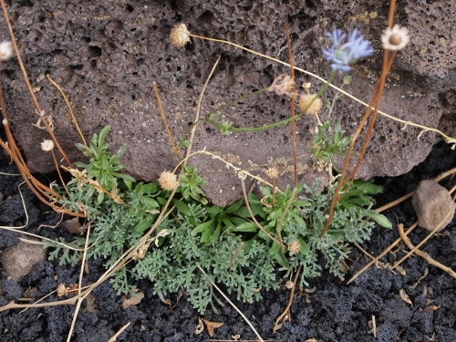 Etna: Jasione montana (=Jasione echinata)