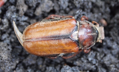 Anoxia pilosa - Etna orientale