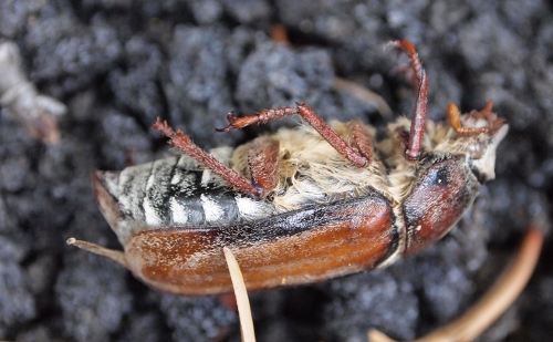 Anoxia pilosa - Etna orientale