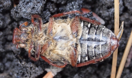 Anoxia pilosa - Etna orientale