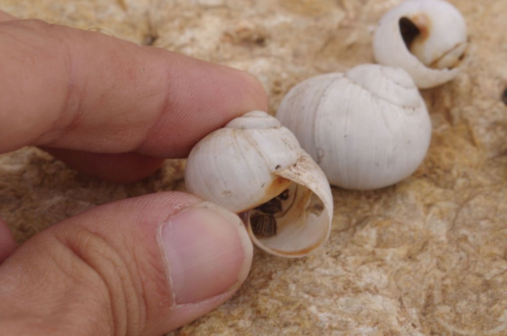 Sito archeologico di Sbeitla, Tunisia