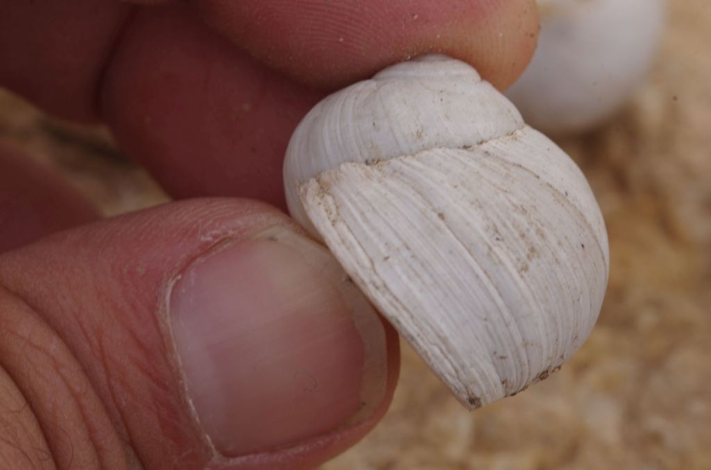 Sito archeologico di Sbeitla, Tunisia