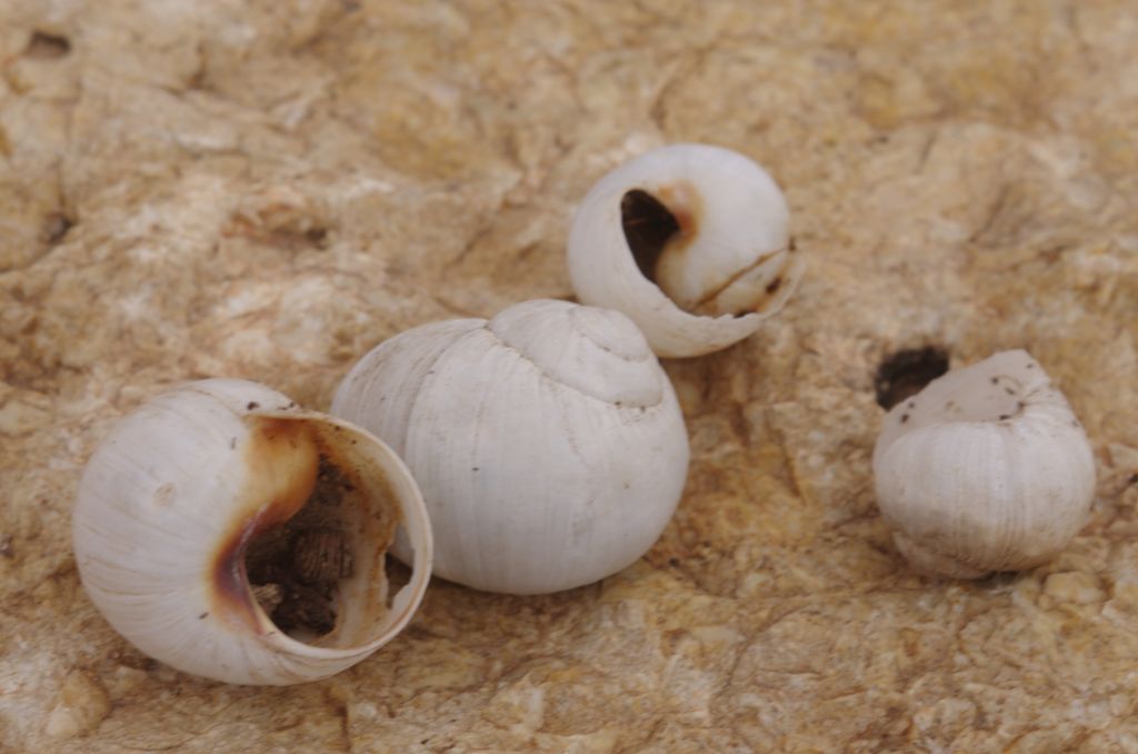 Sito archeologico di Sbeitla, Tunisia