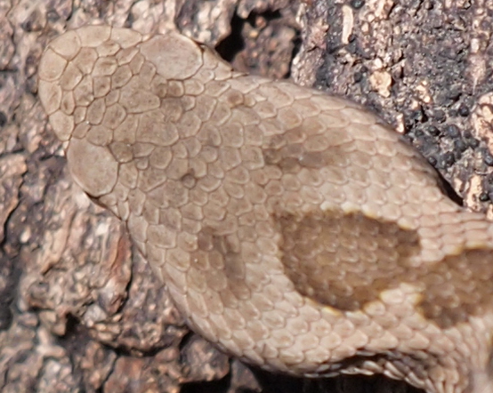 piccola vipera