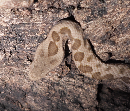 piccola vipera