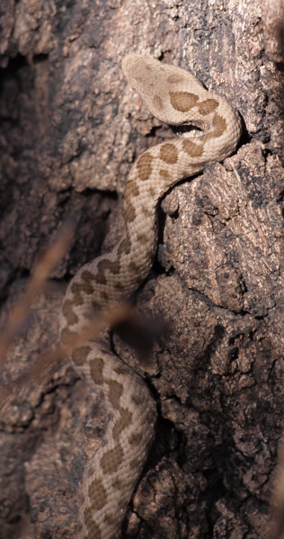 piccola vipera