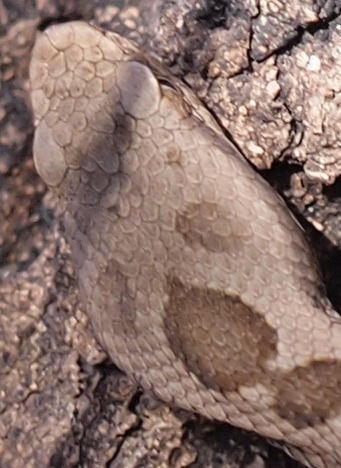 piccola vipera