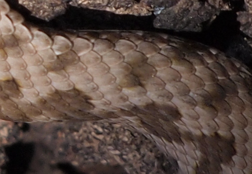 piccola vipera