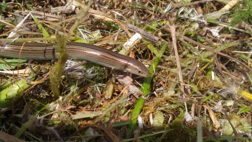 che rettile ?  Chalcides chalcides  (Scincidae)