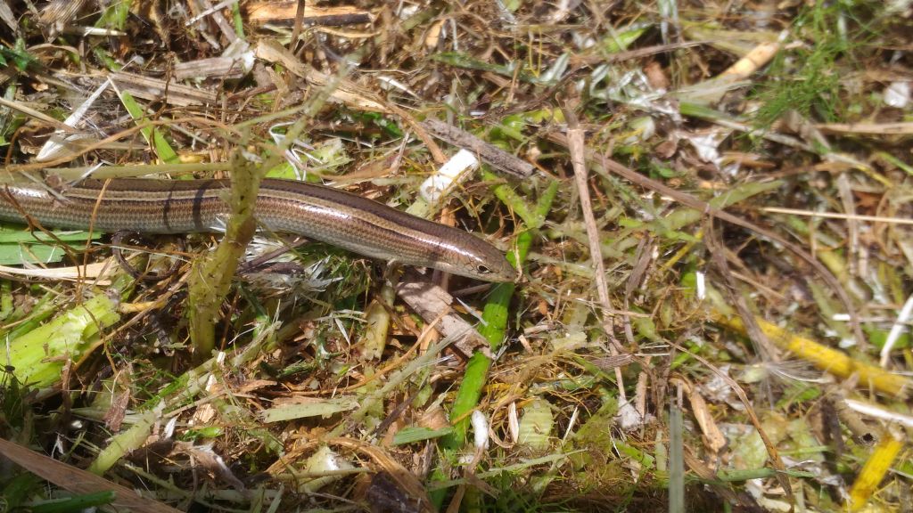 che rettile ?  Chalcides chalcides  (Scincidae)