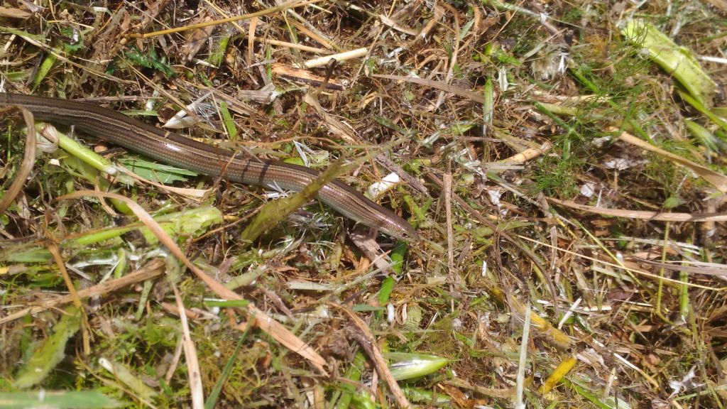 che rettile ?  Chalcides chalcides  (Scincidae)