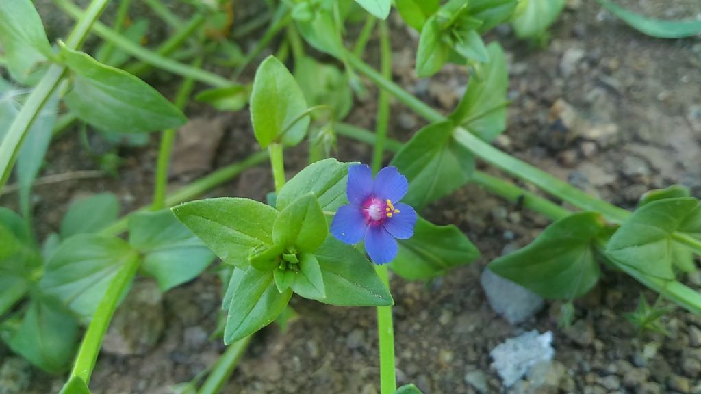 Lysimachia (=Anagallis) arvensis (Primulaceae)