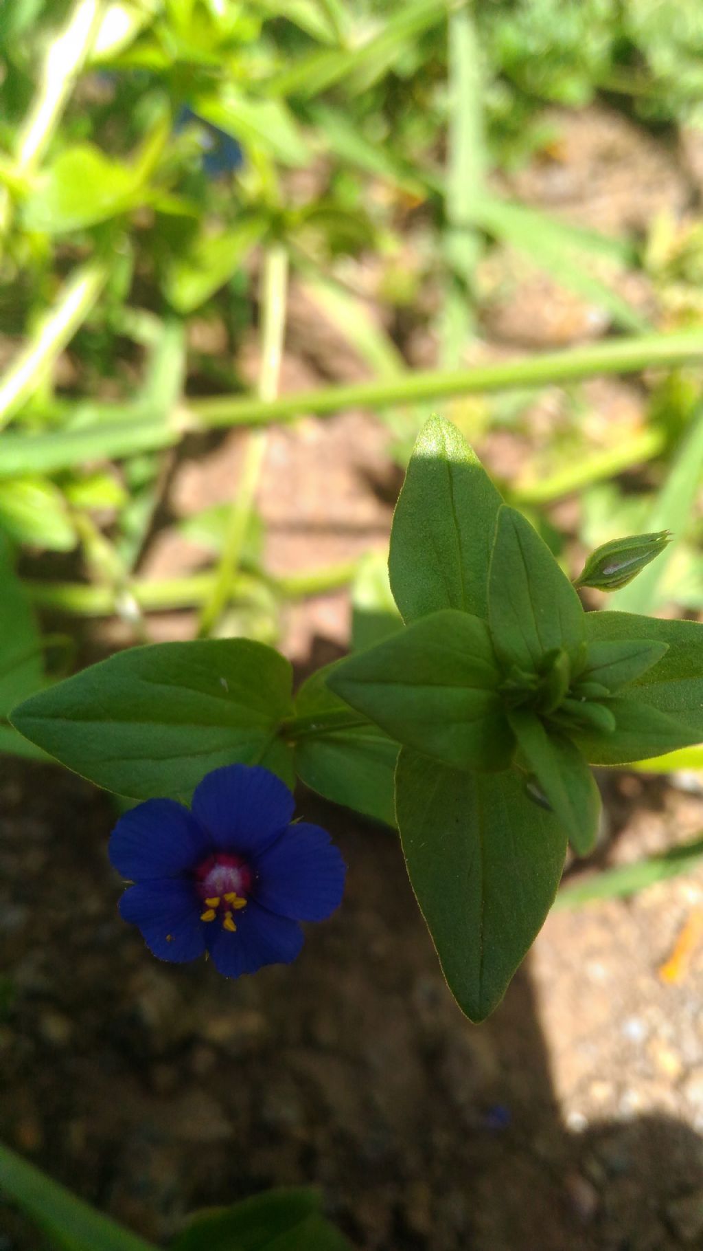 Lysimachia (=Anagallis) arvensis (Primulaceae)