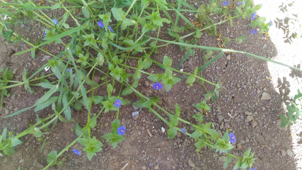 Lysimachia (=Anagallis) arvensis (Primulaceae)