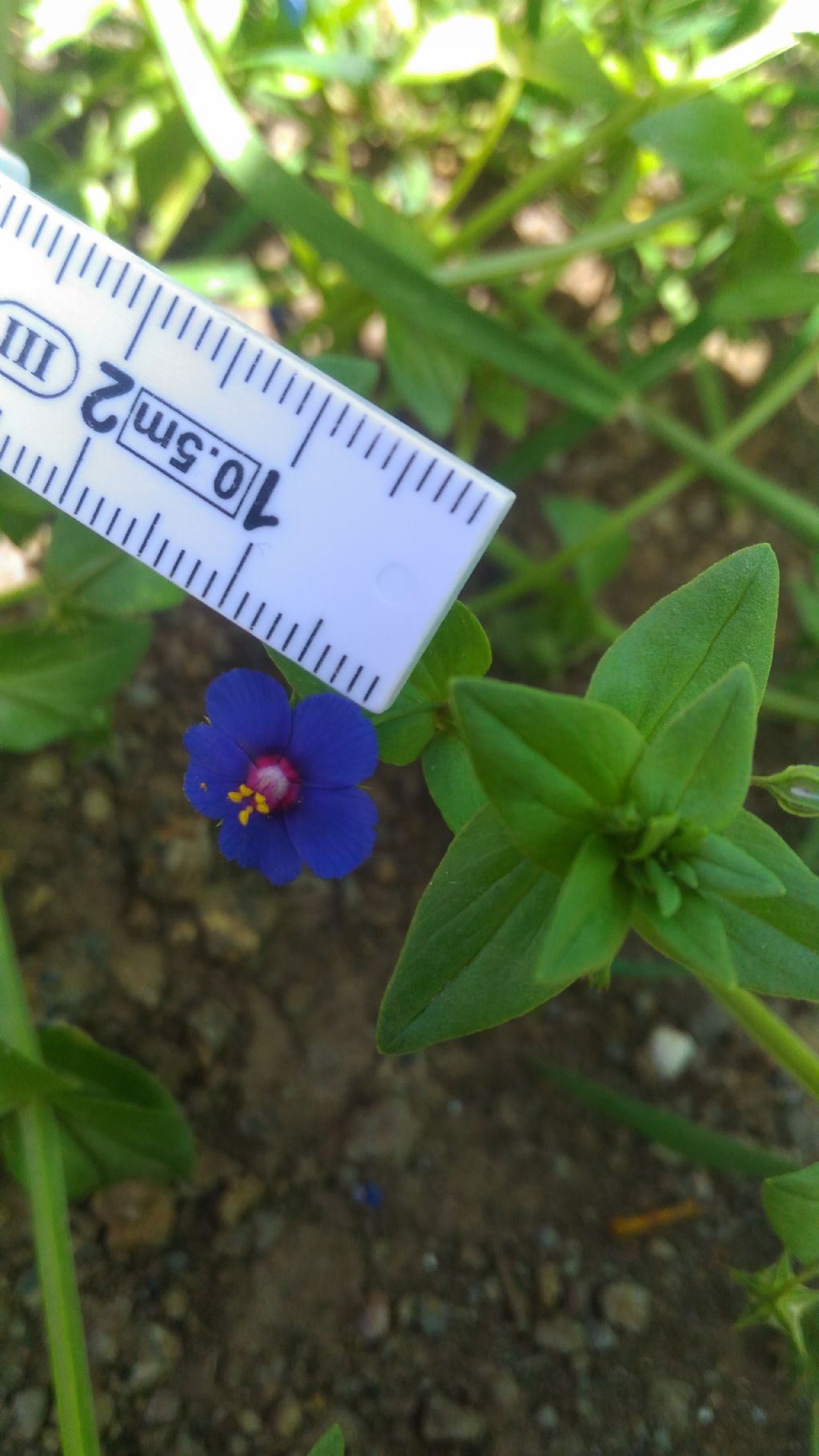 Lysimachia (=Anagallis) arvensis (Primulaceae)