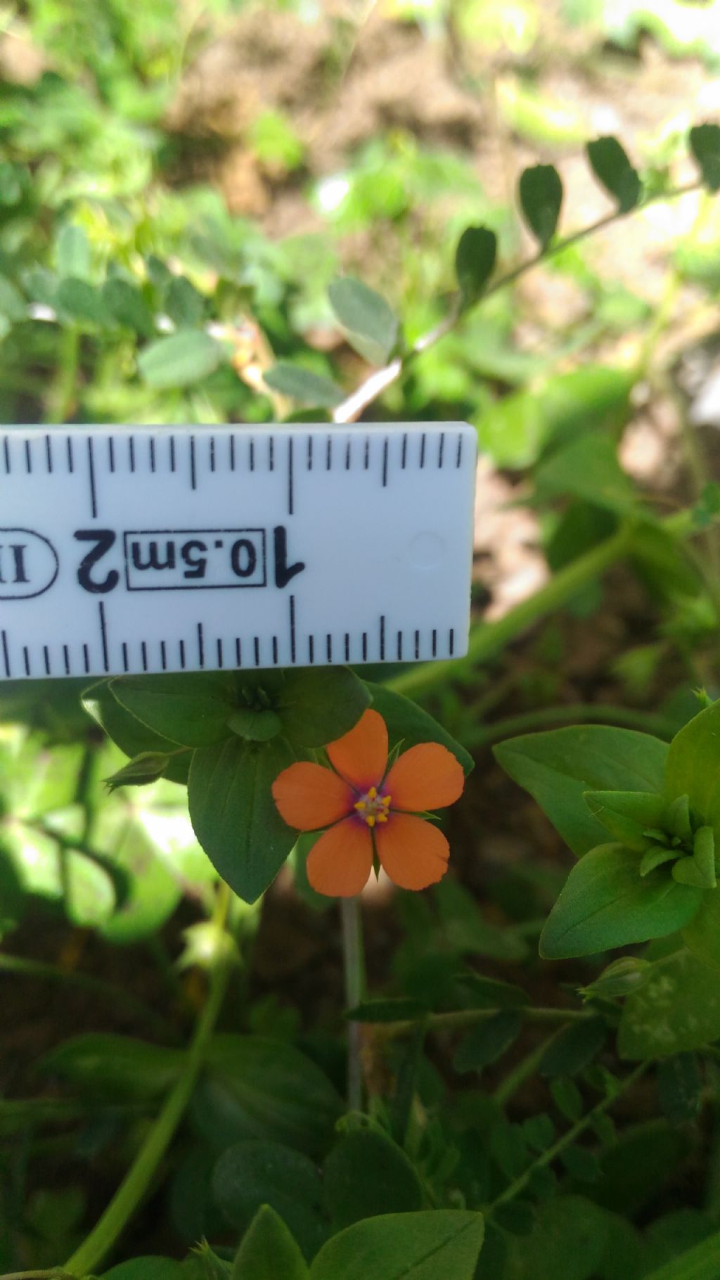 Lysimachia (=Anagallis) arvensis (Primulaceae)