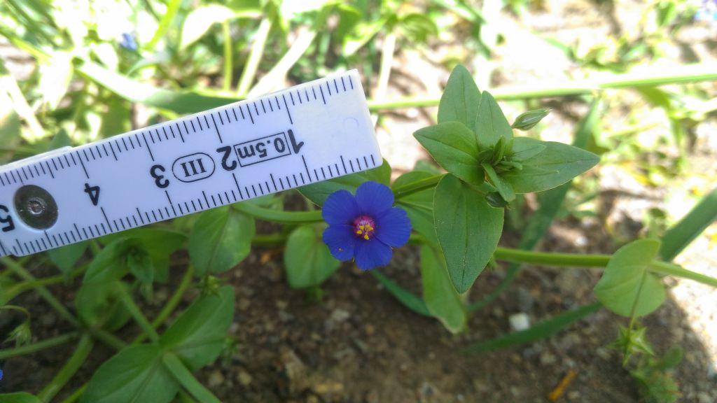 Lysimachia (=Anagallis) arvensis (Primulaceae)