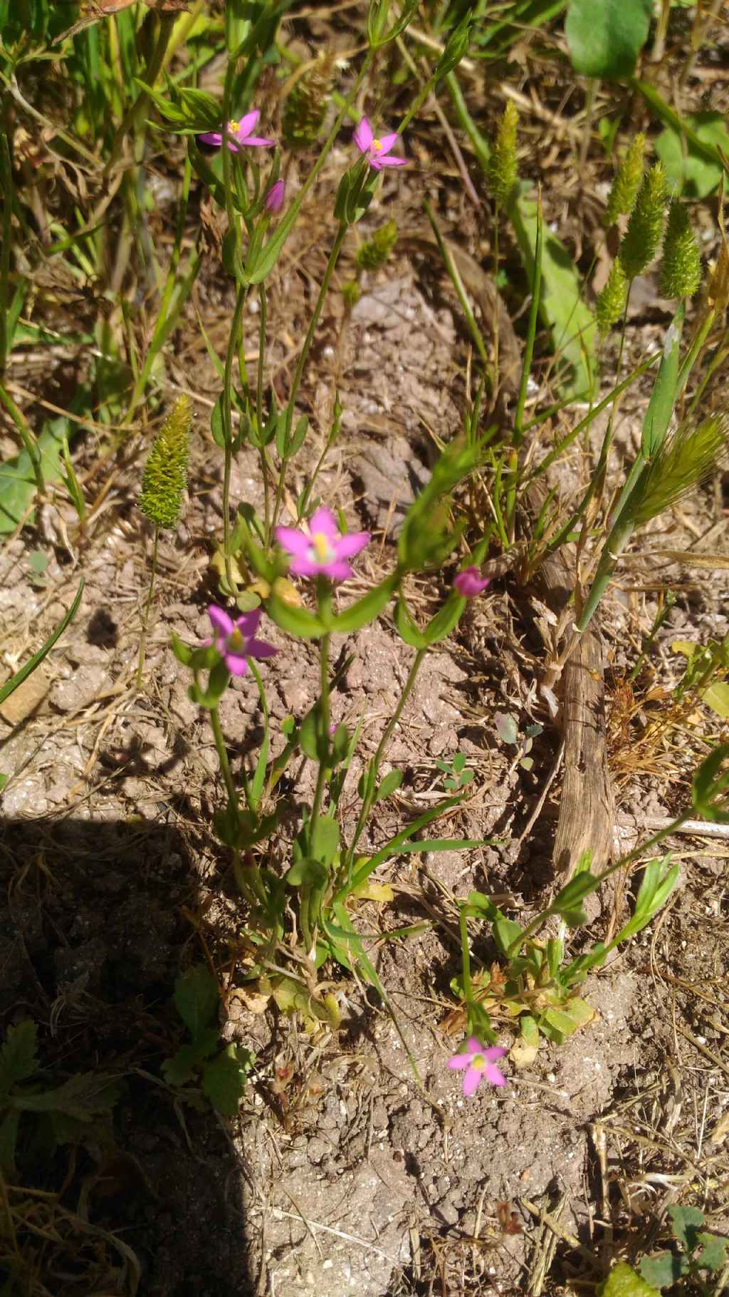 Centaurium erythraea (Gentianaceae)