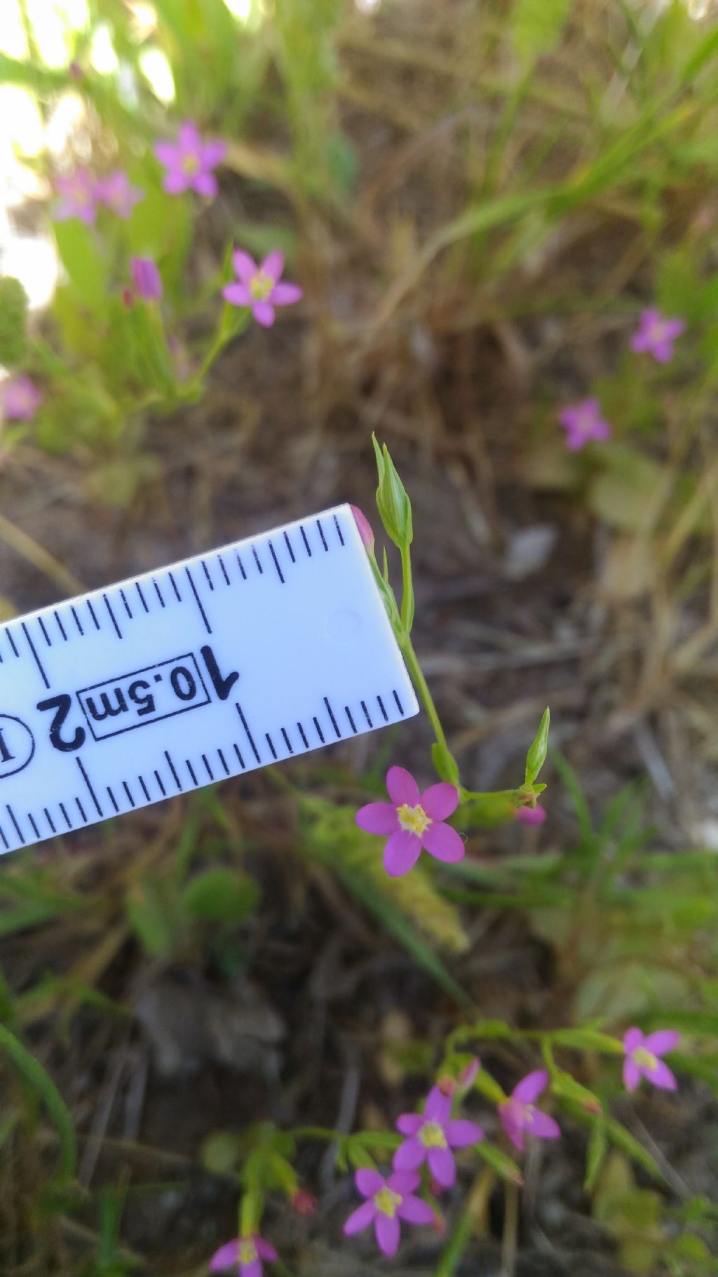 Centaurium erythraea (Gentianaceae)