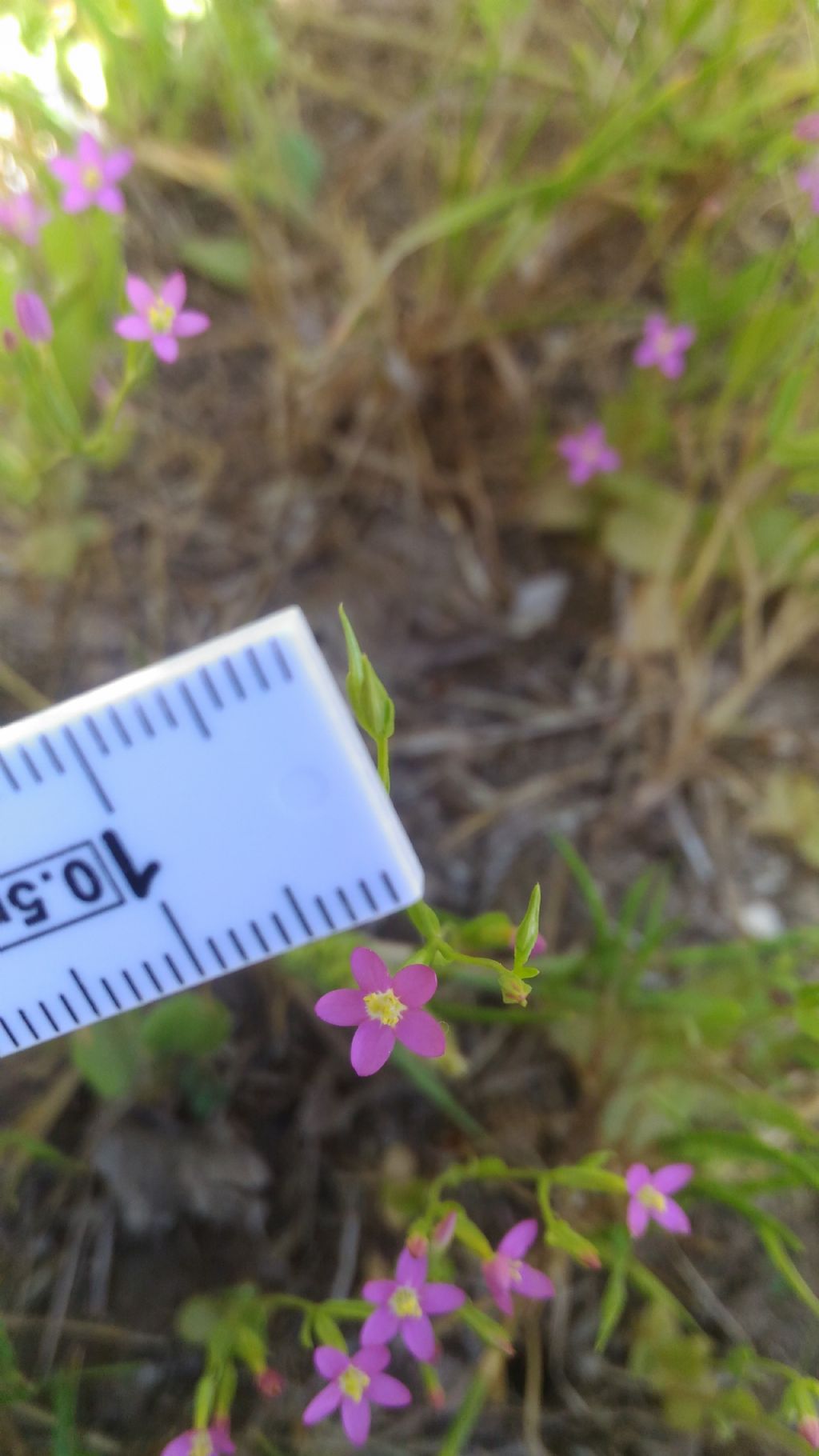 Centaurium erythraea (Gentianaceae)