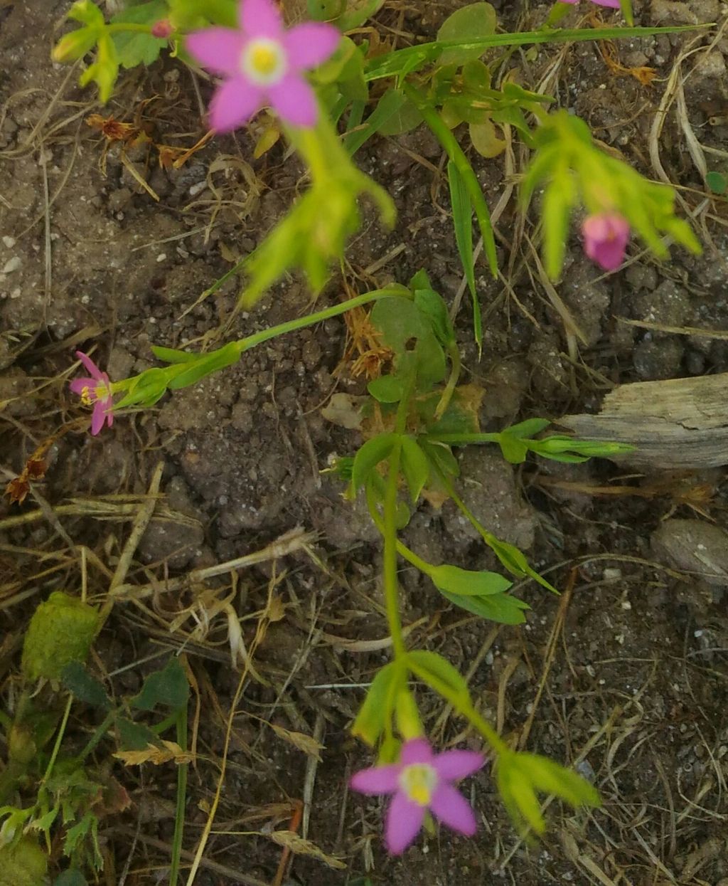 Centaurium erythraea (Gentianaceae)