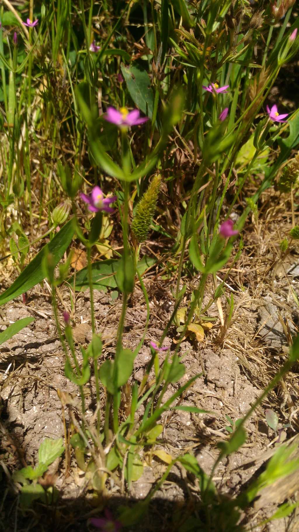 Centaurium erythraea (Gentianaceae)