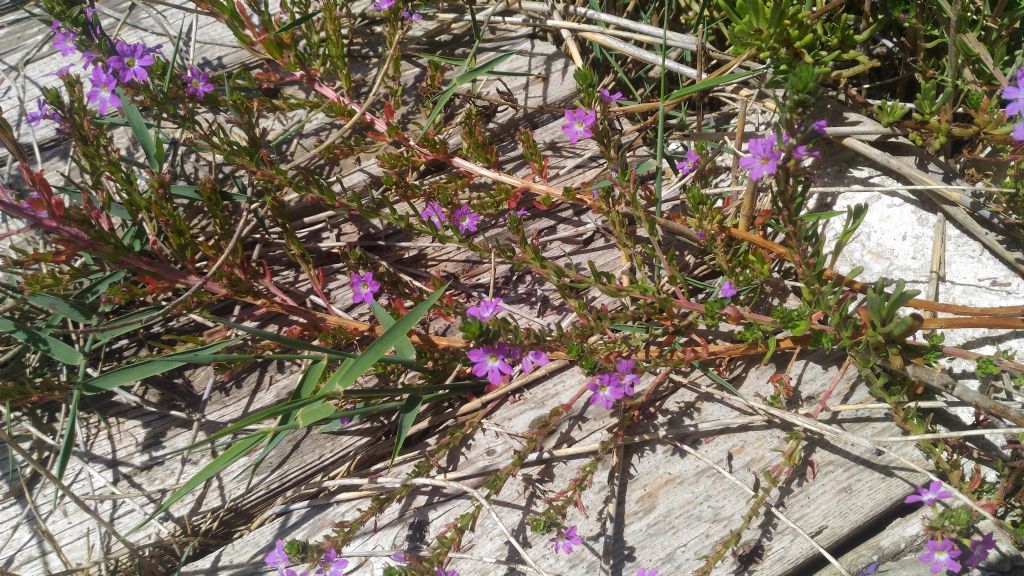 Lythrum hyssopifolia (Lythraceae)