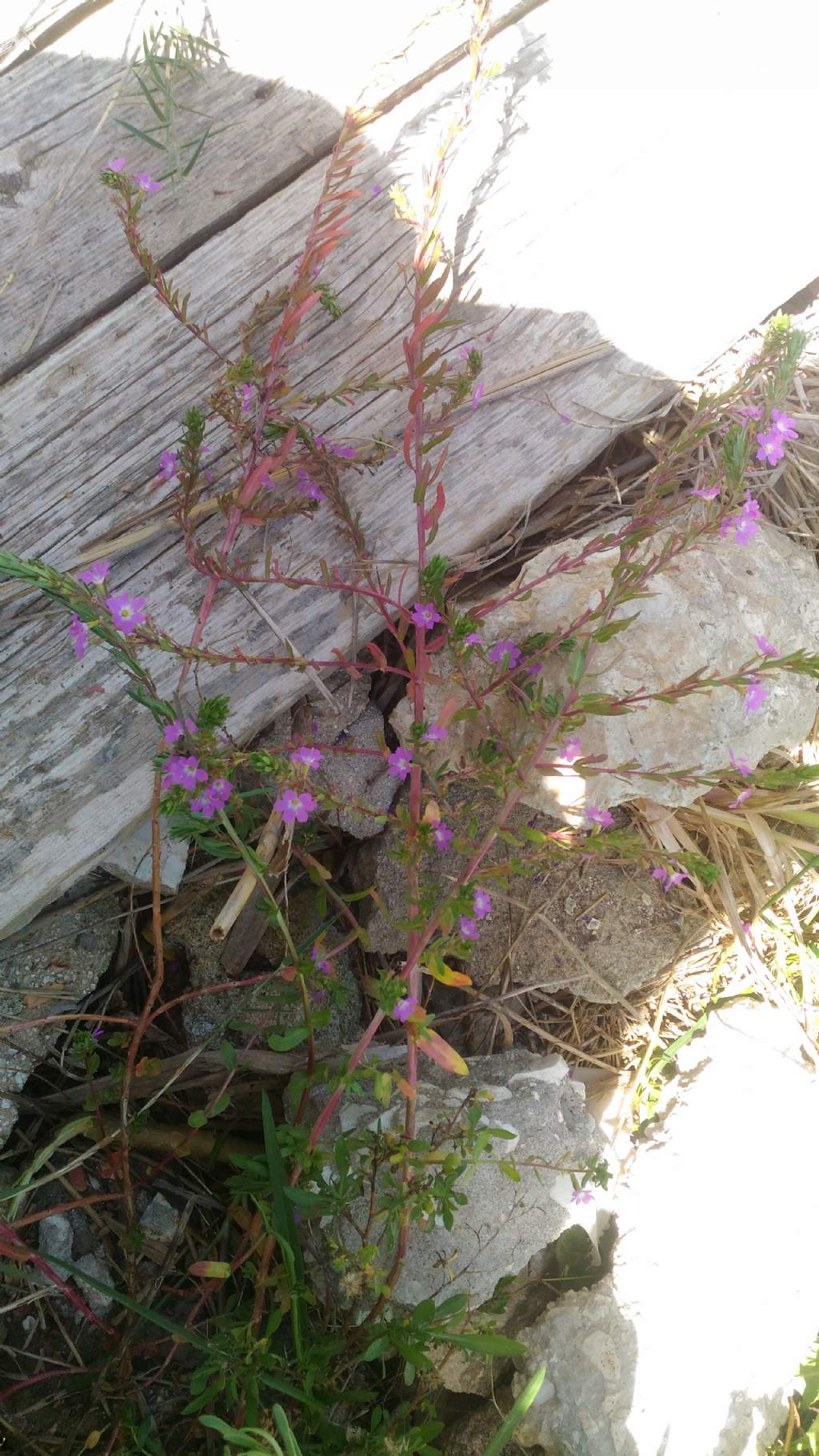 Lythrum hyssopifolia (Lythraceae)