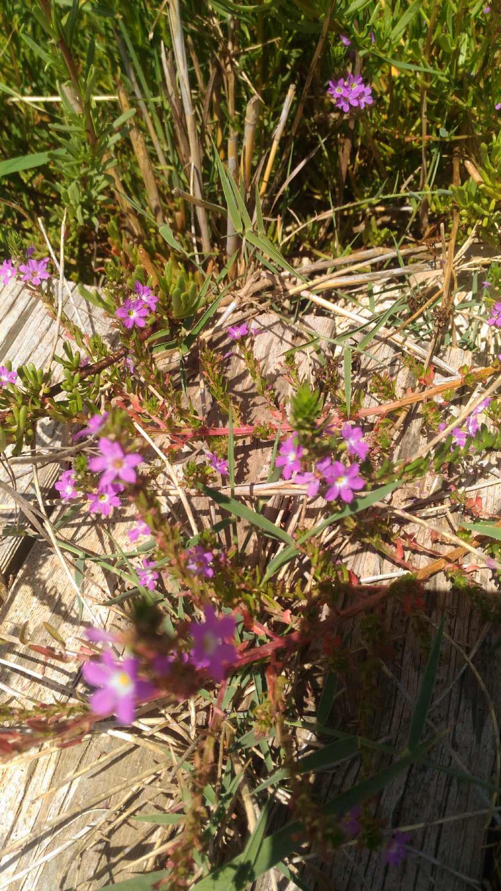 Lythrum hyssopifolia (Lythraceae)