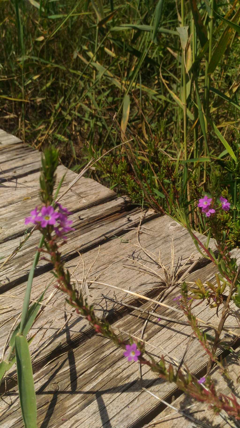 Lythrum hyssopifolia (Lythraceae)