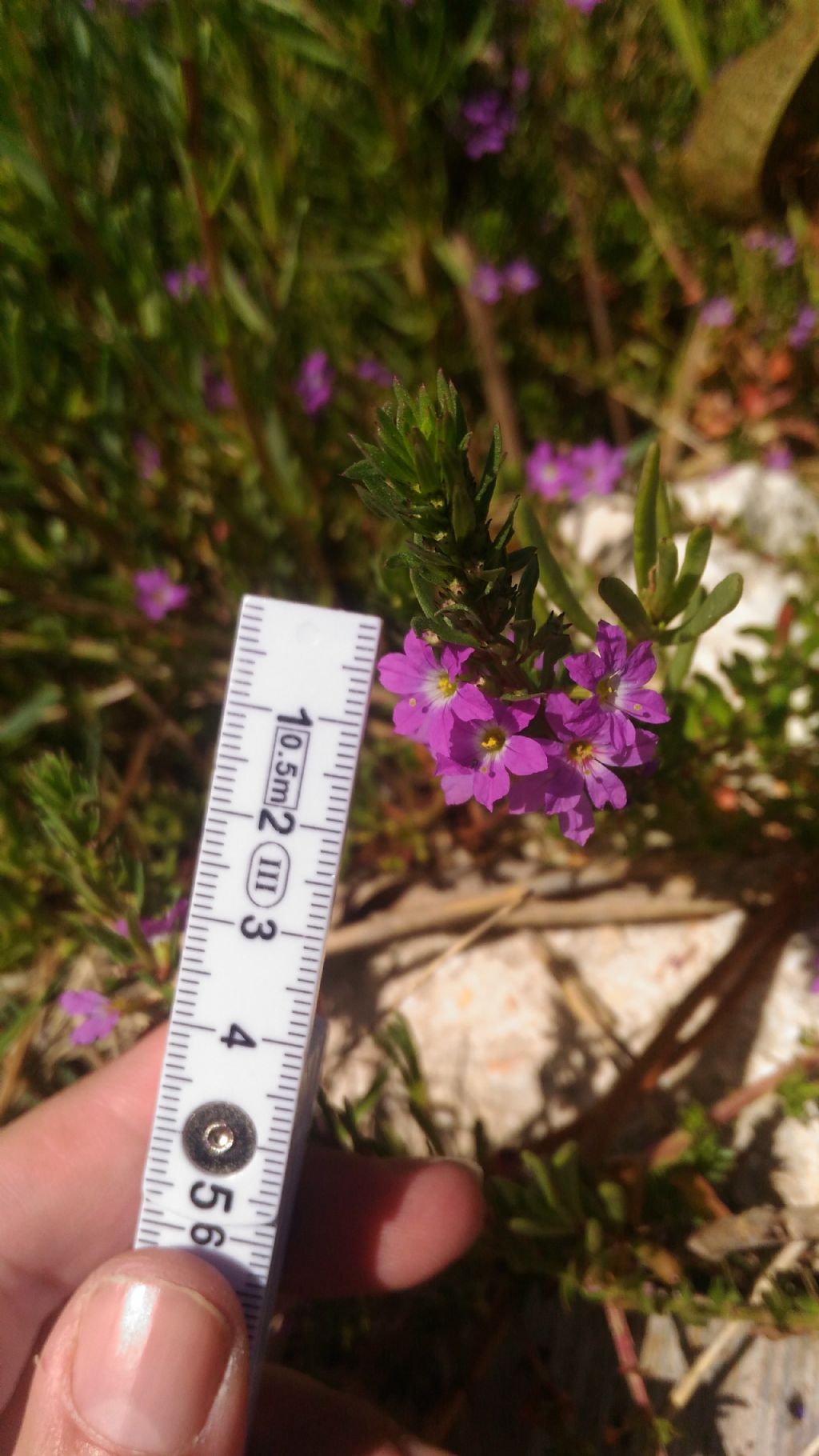 Lythrum hyssopifolia (Lythraceae)