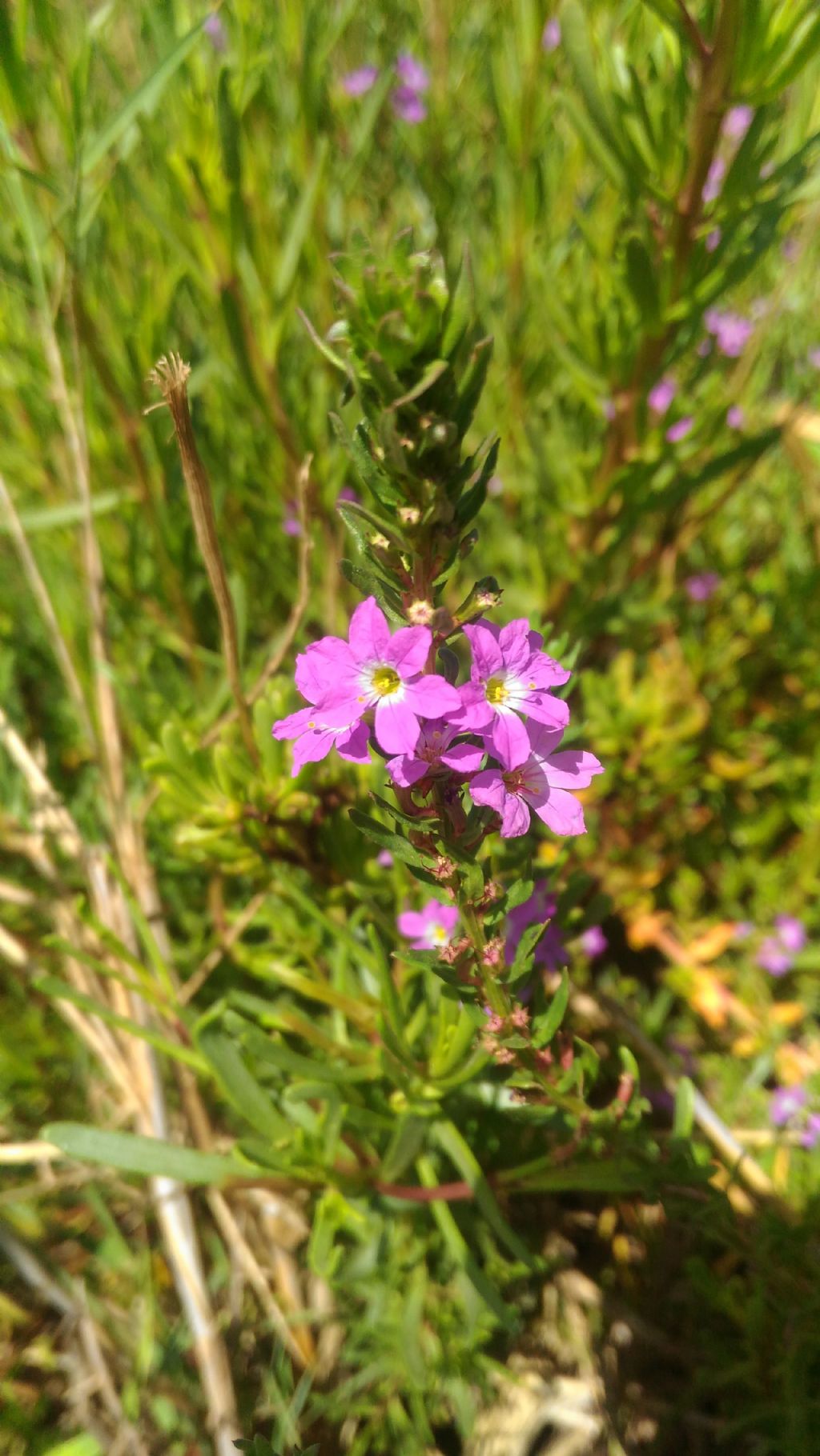 Lythrum hyssopifolia (Lythraceae)