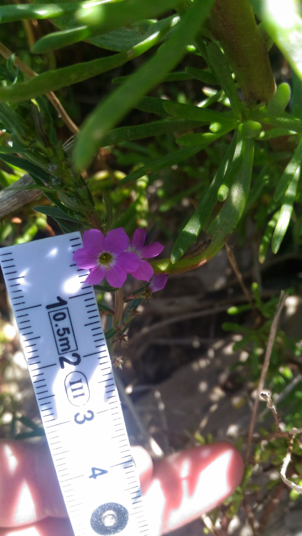 Lythrum hyssopifolia (Lythraceae)