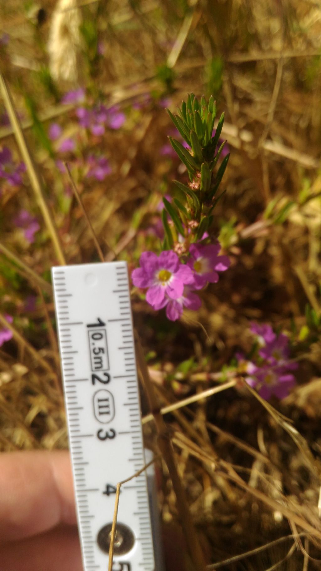 Lythrum hyssopifolia (Lythraceae)