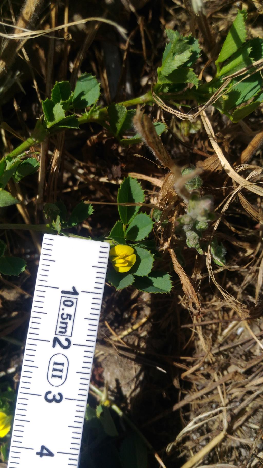 Medicago intertexta subsp. ciliaris (Fabaceae)